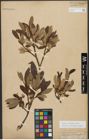 Foto von Salix triandra subsp. amygdalina (L.) Schübl. & G. Martens